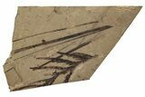 Conifer Fossil Plate - McAbee, BC #255578-1